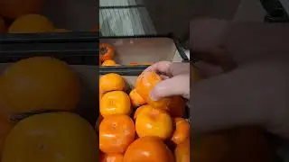 ХУРМА ПЛОСКАЯ.