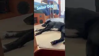 Boat Dog had a good night last night! #boatdog #borador #nordhavn #furhavn #ranger #snoozing #nap