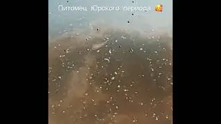 Цисты Артемий (питомец Юрского периода)