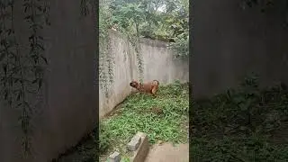 Боксер Харлюша и джек-рассел-терьр #germanboxer #немецкийбоксер #dog #funnydog #батуми