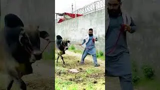 Qurbani ka janwar apny ghar aa geya 😍