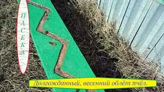 Долгожданный, весенний облёт пчёл. Пасека.
