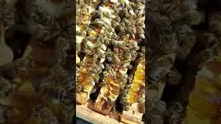 тест на клеща варроа