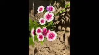 С последними днями лета 🍃🌺🍃🌸🍃🌺🍃