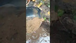 Абиссинка рядом с водохранилищем (Можайское) #shorts