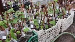 Шестой день после посадки чубуков (черенков)