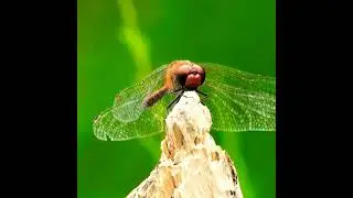 dragon flyfacts🤯#facts #edit #hindifacts #dailyfacts #shorts