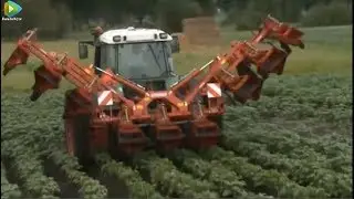 In Saudi Arabia, you will not believe how potatoes are grown
