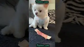 #funnypomeranianvideos #funnydogsvideo #pomeranianpuppy #funnypomeranianpuppysvideos #dogfunnyvideo