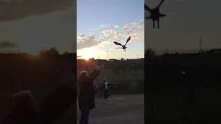 Liberación de cárabo