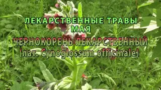 Лекарственные растения мая 