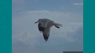 Отдых в Геническе, с. Счастливцево.