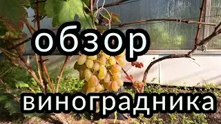 Мой виноград на сегодня 21,09,23 - обзор