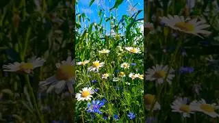 Ромашки для Наташки...( гр. САДко)