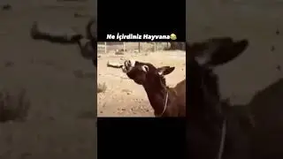 1 yıl boyunca jet yakıtıyla beslenen eşeğin son hali