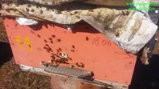 Выставка пчел из зимовника