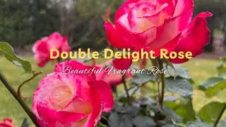 Double Delight Rose | The Best Fragrant Rose 
