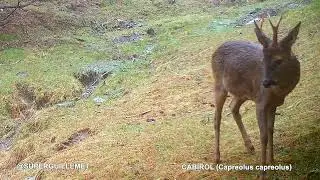 Cabirol sota la pluja