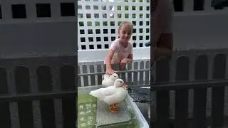 Уточки