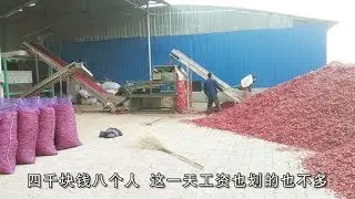 实拍农村辣椒清选机，4道工序8个工人，每天20000多斤工资多少