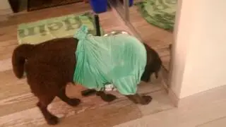 Собачка кушает