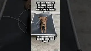 Roo needs a home, help us find her one 