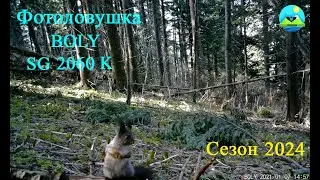 Фотоловушка сезон 2024