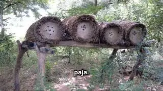 ¡Descubre los Tipos de Colmenas! 🐝🍯