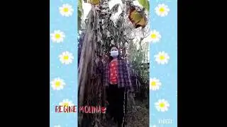 How to harvest banana (daughter project)