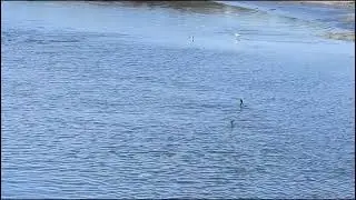 Great Cormorants fishing 🎣 - Вялікія бакланы рыбачуць