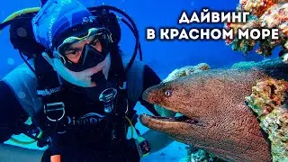 🤿 Diving in the Red Sea (Gota Abu Ramada & MS Balena)