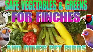 Safe Vegetables for pet birds to eat