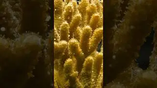 Filming Corals at the 
