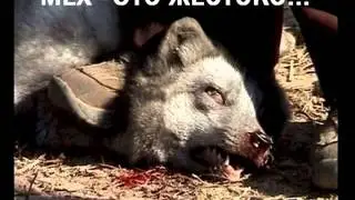 Они ведь нас любят...
