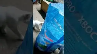 Китя и Муся сокращают дистанцию.