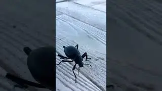 Чисто по делам спешит 😁Гиганский жук