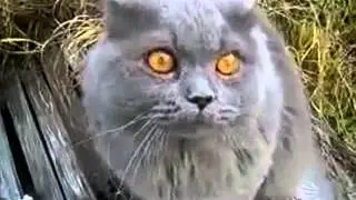 Разговорчивый кот! Умора!