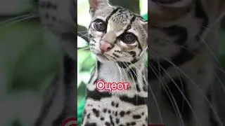 Top 3 Extraordinary Cat Breeds🐱🐈