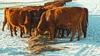 What is the Forage and Cattle Market doing in 2025?