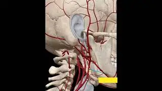 Animation view of Branch of External carotid artery || anatomy ||