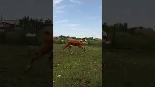 ВЫПУСКАЙ КРАКЕНА!!!
