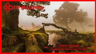 Forest Bathing - Madeira - Portugal