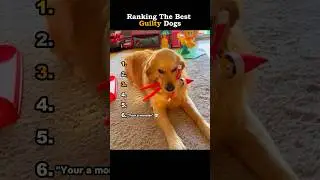 Ranking The Best Guilty Dogs