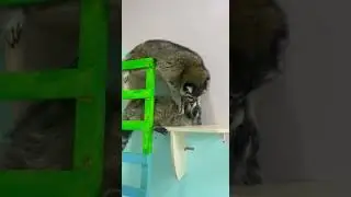 Любовь Енотов 😄🙈😂
