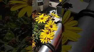#balkon #çiçek #yaşam #asmr #muhabbetkuşu