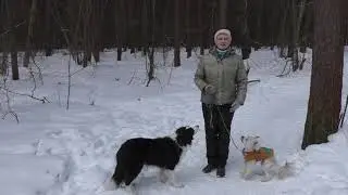 The dog doesn't pay attention to me. What should I do? / Dog training