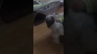 Рвала и металла!Отделались малым!😁Наша красотка Сильва!!!