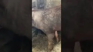 Племенные хряки Дюрок и Пьетрен Макстер в продаже #дюрок #хряк #pig #animals #животные #пьетрен