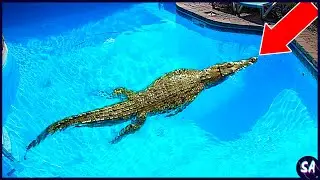 12 Veces Que Los Animales Salvajes Invadieron En Piscinas