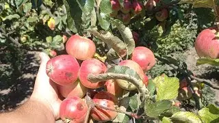Какой же урожай в етом году❓️баклажаны , груши ,малина, и ЦВЕТЫ ето главное))